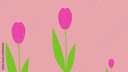 simple video animation with red tulips