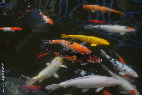 Koi carp swimming in the fish pond.