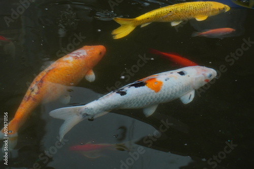 Koi carp swimming in the fish pond. © heny