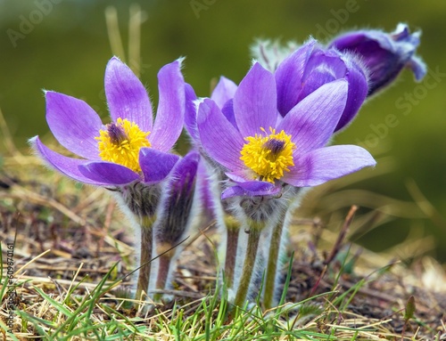 greater pasque flower pasqueflower pulsatilla grandis