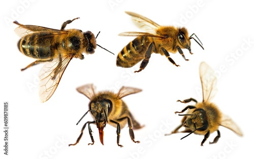 four bees honeybees Apis Mellifera isolated on white © Daniel Prudek
