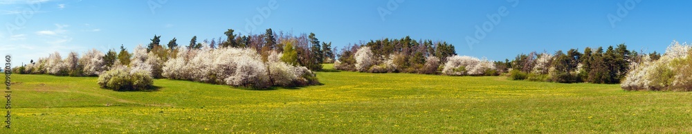 pringtime meadow and white flowering blackthorn bush pringtime meadow and white flowering blackthorn bush