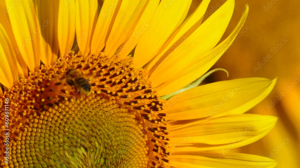 Yellow blooming flower with honey bee. Provence in France. Slow motion Yellow blooming flower with honey bee. Provence in France. Slow motion