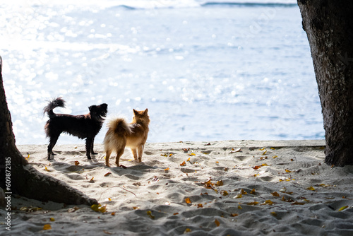 Two purebred dogs are standing on the sand by the beach. Sunlight came from behind.