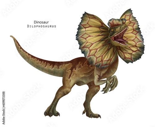 Fototapeta Naklejka Na Ścianę i Meble -  Dilophosaurus with frill illustration. Dinosaur with crest on head. Brown, yellow dino. Roar dino