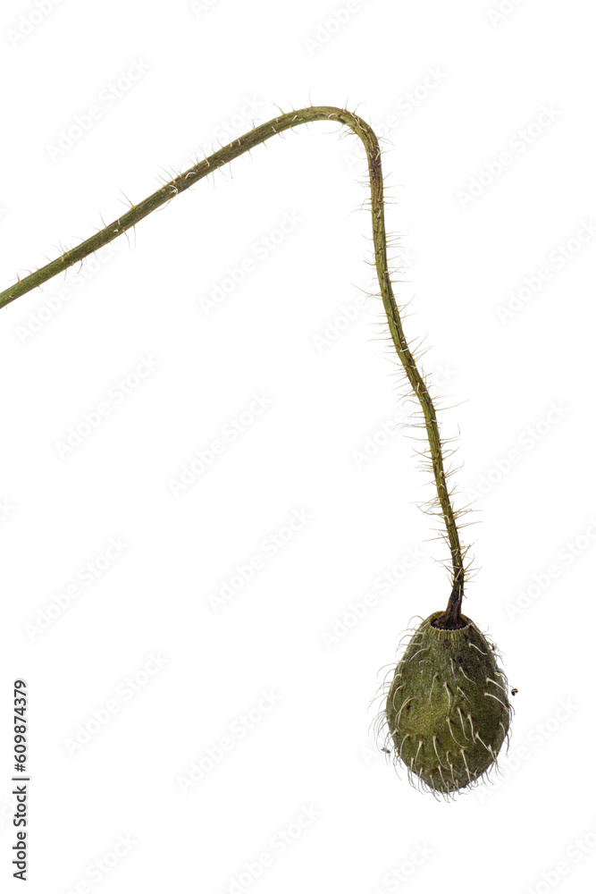 Naklejka premium Dry poppy on a white background