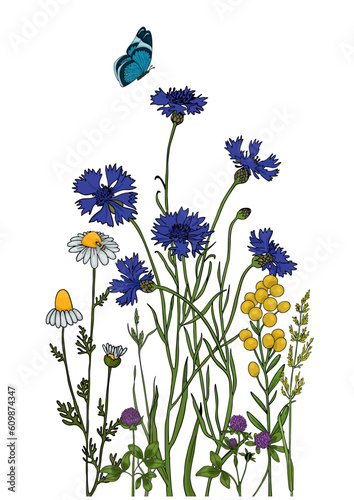 Summer meadow plants and insects. Colorful wildflowers, bumblebees and butterflies on a white background. Floral natural pattern vector flat illustration.
Formats Vector images