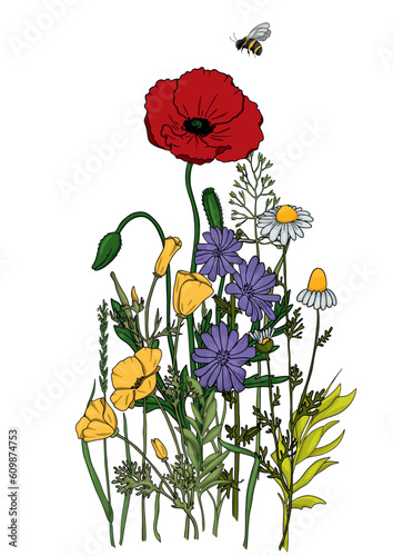 Summer meadow plants and insects. Colorful wildflowers, bumblebees and butterflies on a white background. Floral natural pattern vector flat illustration.
Formats Vector images