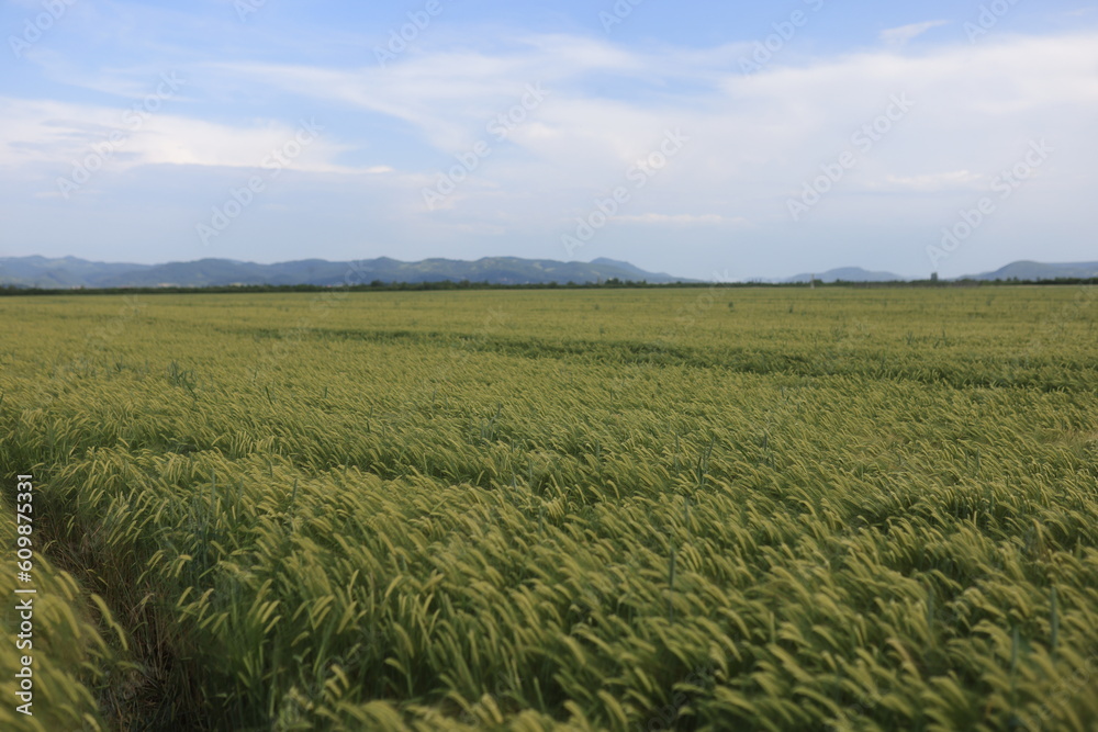 A lush field of green wheat, illustrating the beauty and tranquility of rural landscapes A lush field of green wheat, illustrating the beauty and tranquility of rural landscapes