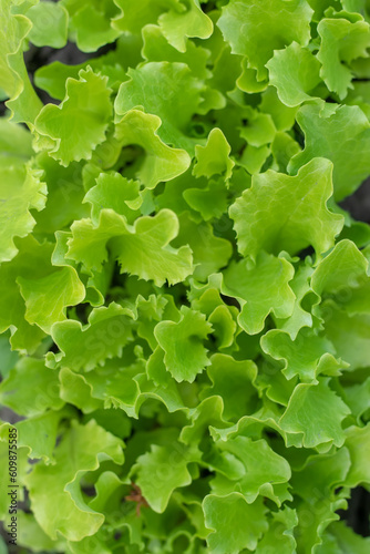 Photos Close up of green lettuce
