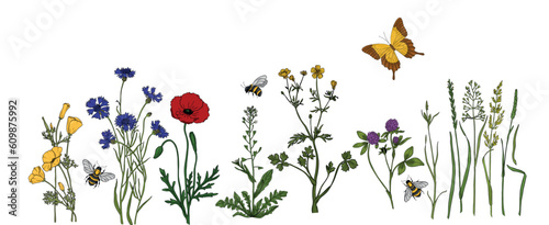 Summer meadow plants and insects. Colorful wildflowers, bumblebees and butterflies on a white background. Floral natural pattern vector flat illustration.
Formats Vector images