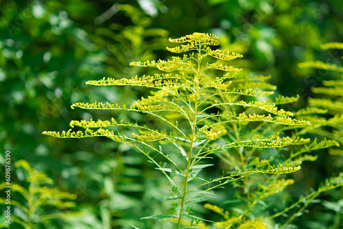 Yellow flowers Ambrosia on ragweed bushes. Allergy Season. Allergic plants in nature. 