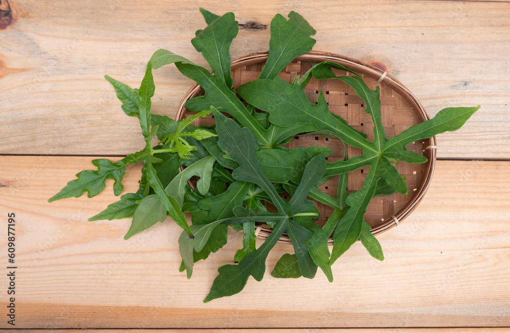 Abelmoschus manihot leaves in Indonesian it is called gedi leaf or pepaya jepang, the leaves resemble papaya leaves and have many health benefits and are often used as traditional herbal medicine
