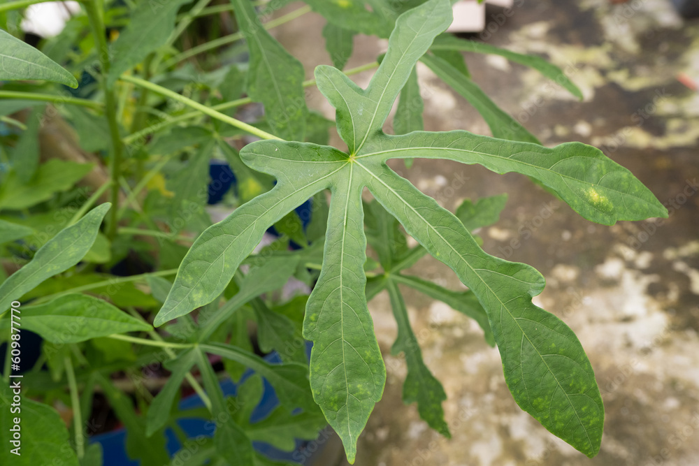 Abelmoschus manihot leaves in Indonesian it is called gedi leaf or pepaya jepang, the leaves resemble papaya leaves and have many health benefits and are often used as traditional herbal medicine Abelmoschus manihot leaves in Indonesian it is called gedi leaf or pepaya jepang, the leaves resemble papaya leaves and have many health benefits and are often used as traditional herbal medicine