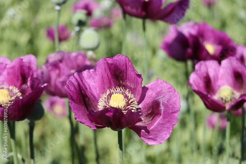Field of purple poppy flowers