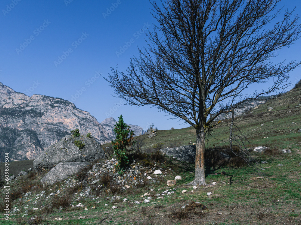 A dried-up tree without leaves on the background of mountains. Autumn landscape in the mountains. A dark tree against a blue sky. Nature in the mountains. Landscape with tree and mountain views. A dried-up tree without leaves on the background of mountains. Autumn landscape in the mountains. A dark tree against a blue sky. Nature in the mountains. Landscape with tree and mountain views.