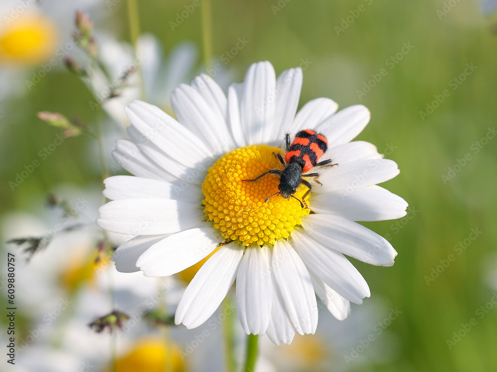 Fototapeta premium Gemeiner Bienenkäfer auf einer Margharite
