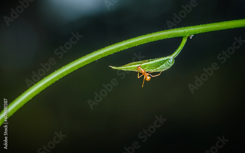 Red ant walking on a green leaf with isolated background, Close up photo of insect.