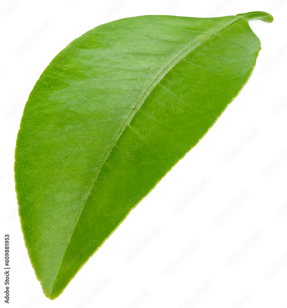 Obraz premium Citrus leaves isolated