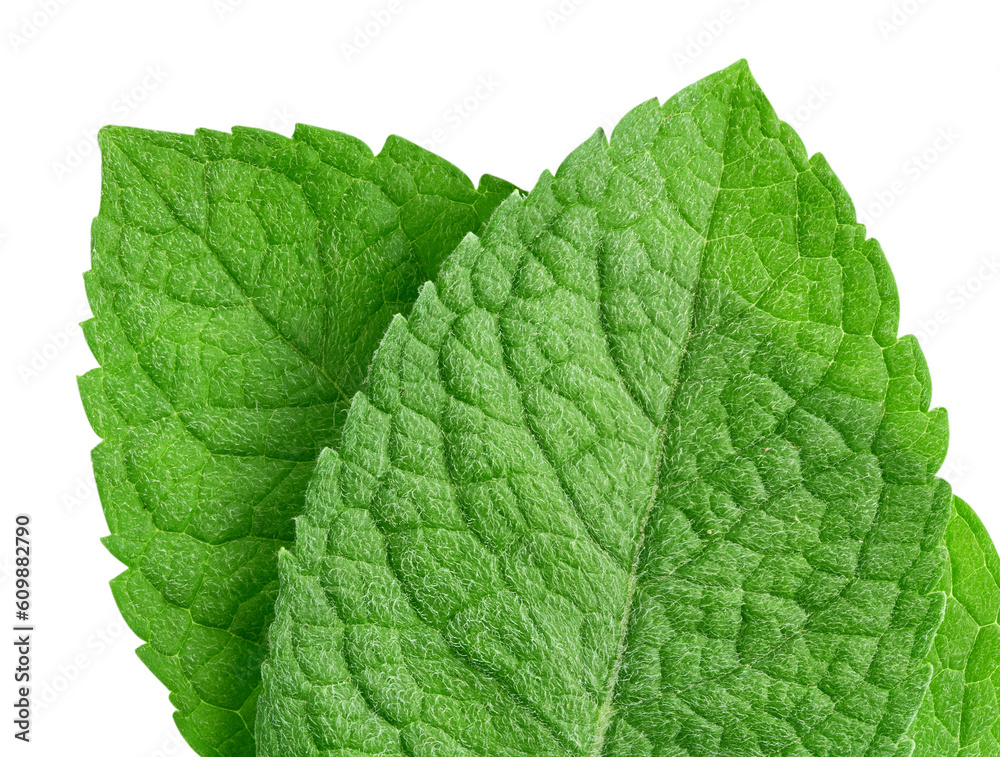 Mint leaves isolated Mint leaves isolated