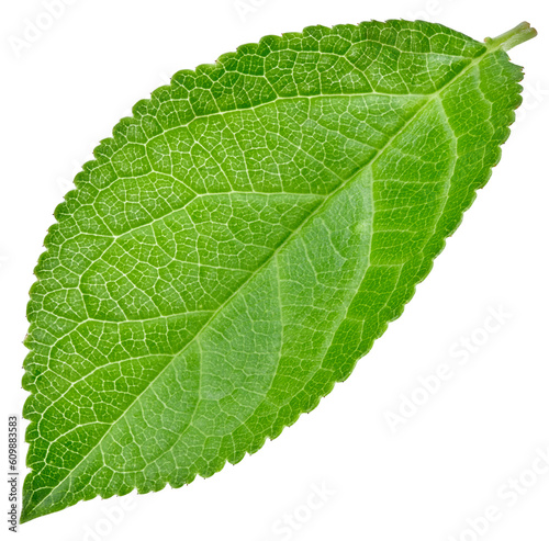 Plum leaves isolated