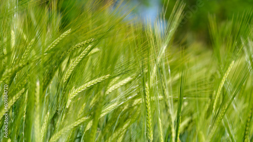 Barley