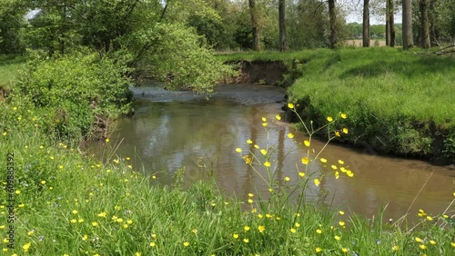 Meandering river Geul in Dutch Hilly landscape, South Limburg buttercups photo