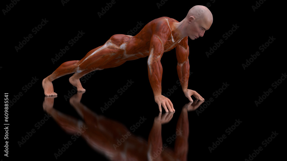 3D anatomy of a man doing pushups 3D anatomy of a man doing pushups