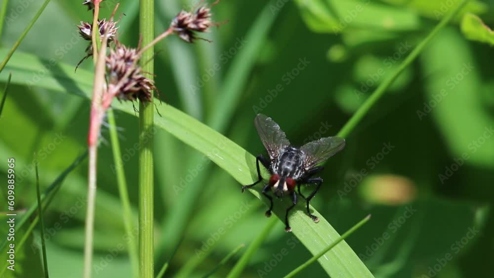 Closeup of fly preening itself. England. UK Closeup of fly preening itself. England. UK