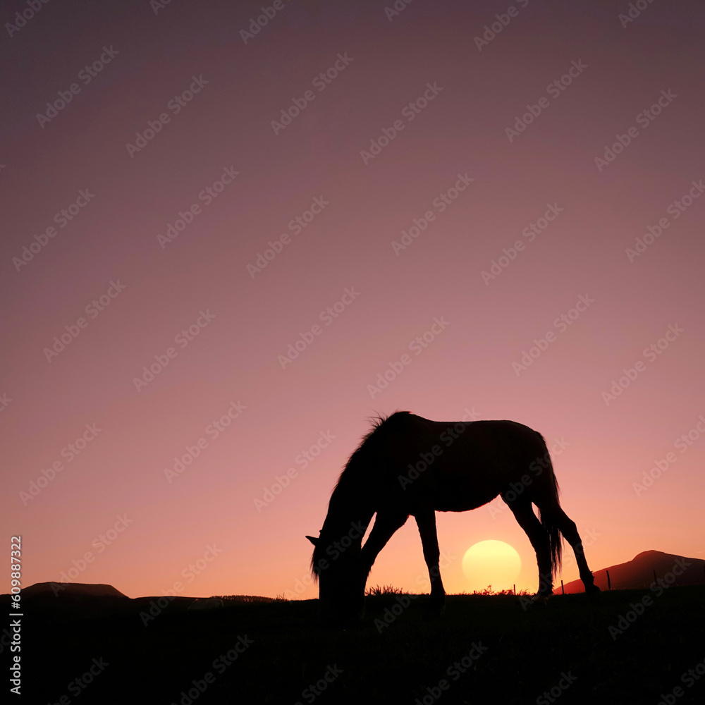 horse silhouette in the countryside and beautiful sunset background horse silhouette in the countryside and beautiful sunset background