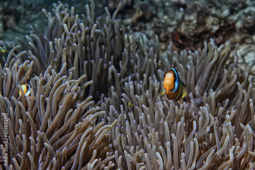 anemone actinia texture underwater reef sea coral