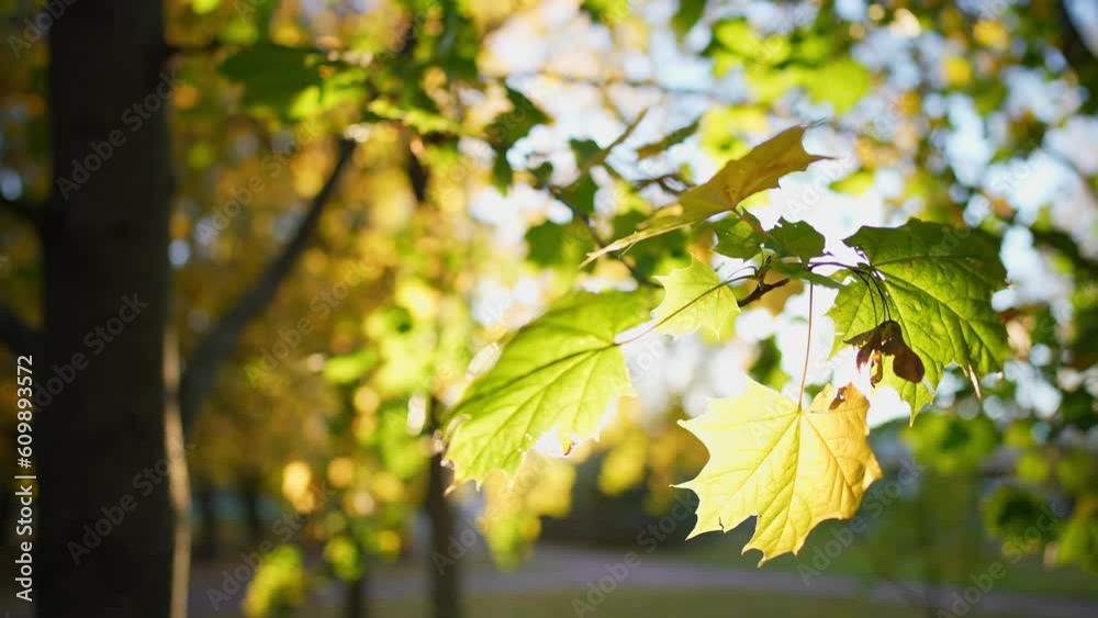 Close up view of tree branches with yellow and green maple leaves. Park with trees at background blue sky. Autumn leaves sway in wind and fall to ground. Beauty outdoors nature landscape in sun rays. Close up view of tree branches with yellow and green maple leaves. Park with trees at background blue sky. Autumn leaves sway in wind and fall to ground. Beauty outdoors nature landscape in sun rays.
