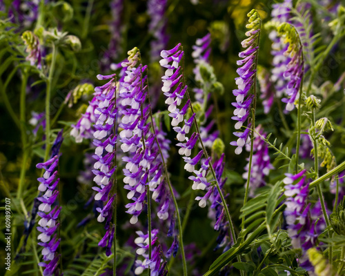 Violet inflorescences of shaggy vetch close up