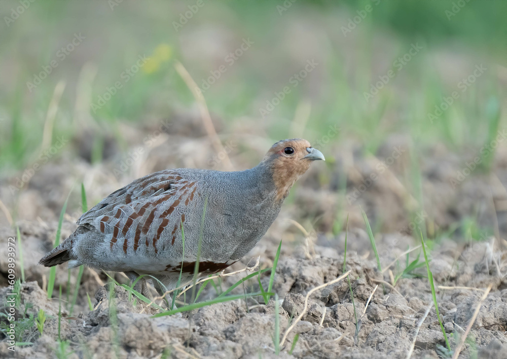 A partridge bird on a field A partridge bird on a field