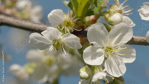 Closer look of the white pear blossoms flowers on the tree outside in Estonia