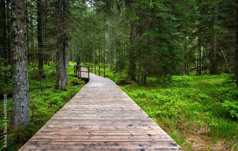 Obraz premium Wooden path in a fir and pine forest with moor on the every side