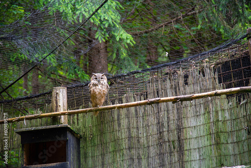 Bird house in a wild forest zoo with a great owl sitting on the feeder