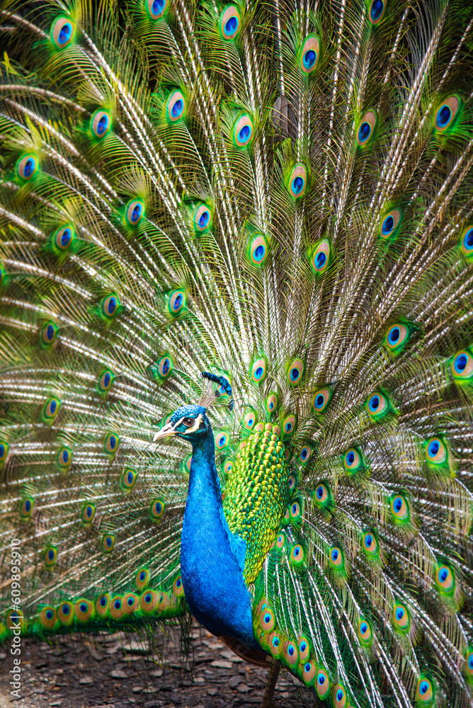 Naklejka premium Peacock close up with beautiful open tail feathers