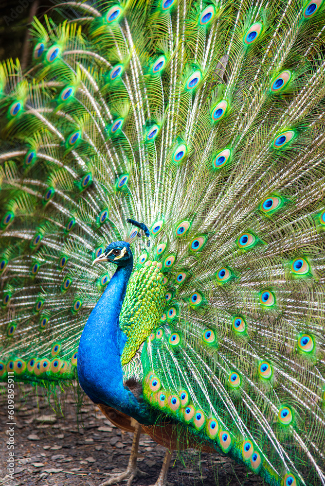 Obraz premium Peacock close up with beautiful open tail feathers