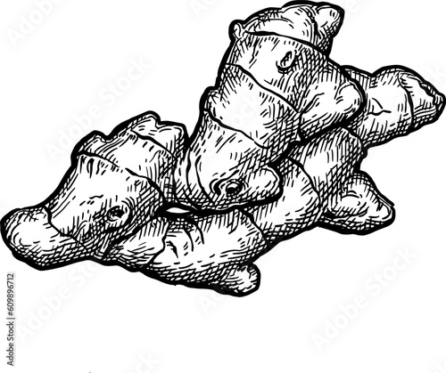 Fresh ginger root ink sketch.