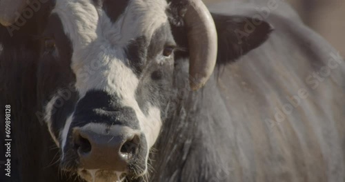 Bull stares while blowing steam out nostrils on a cold winter day in Texas farmland. photo