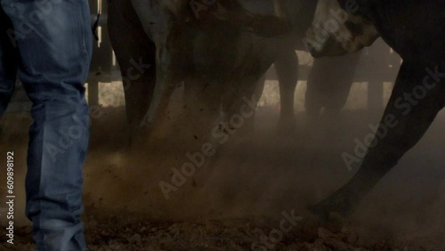 Horses kicking up dirt as cowboy walks through sunlight in before a bull riding rodeo event in Texas, photo