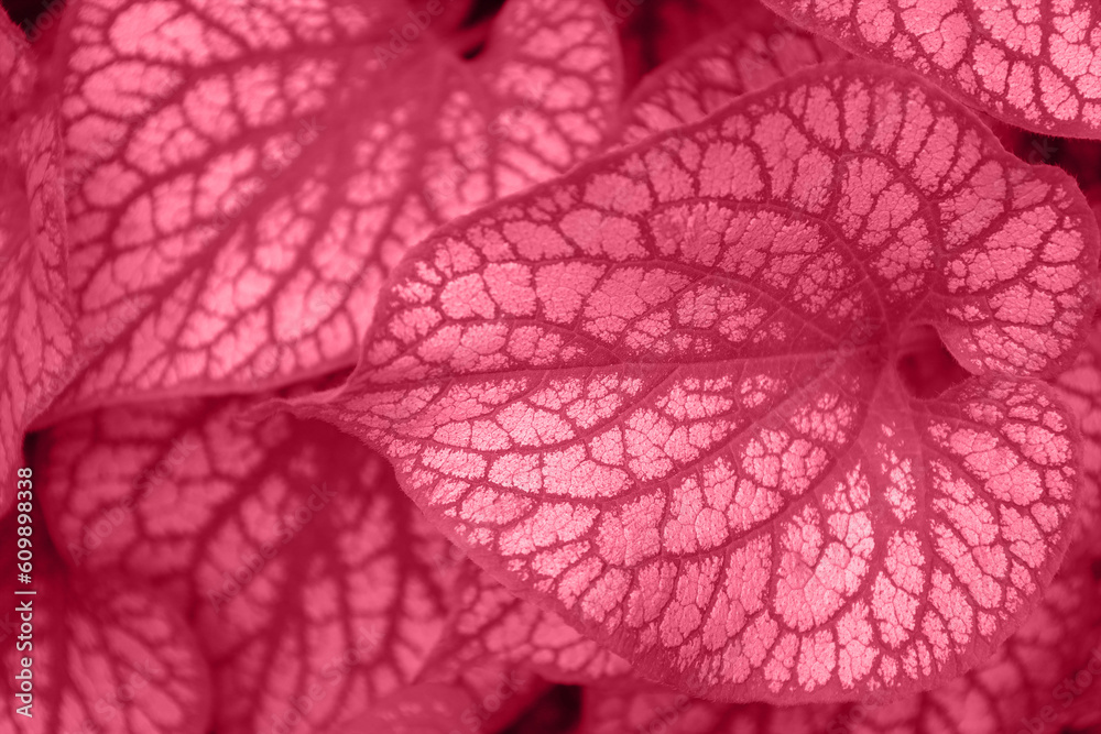 Red and white leaves of Brunnera macrophilla Silver Wings. toned into Viva Magenta color. Inspired by Pantone color of the year 2023. Horizontal nature background with place for text.