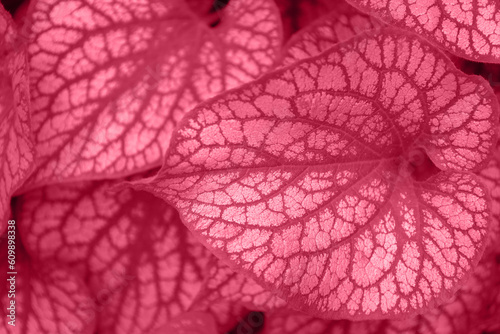 Obraz na płótnie Red and white leaves of Brunnera macrophilla Silver Wings. toned into Viva Magenta color. Inspired by Pantone color of the year 2023. Horizontal nature background with place for text. w salonie