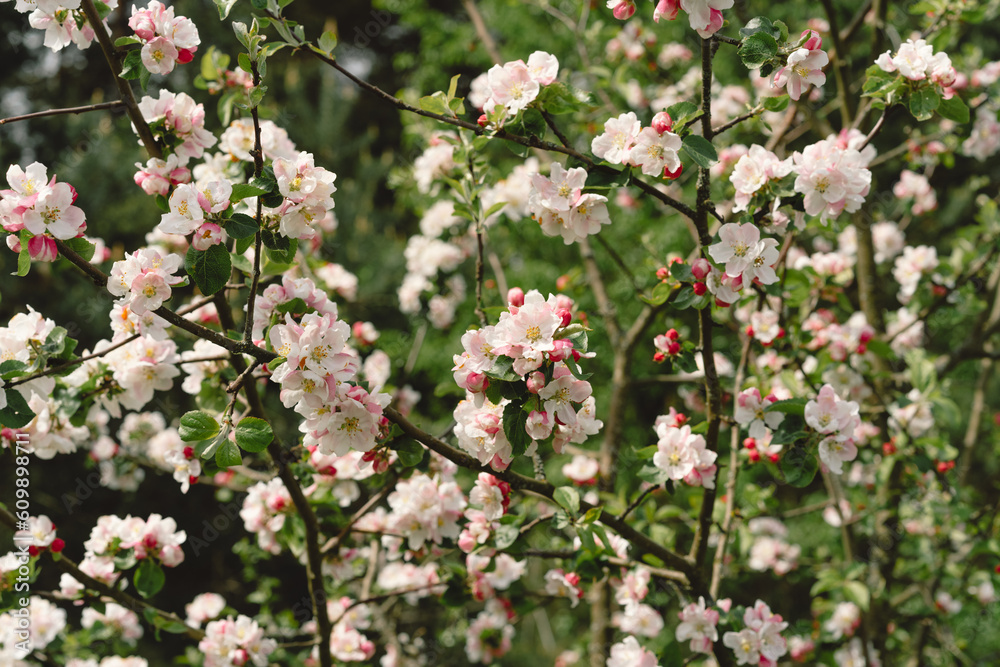 Beautiful white flowers on a branch of an apple tree against the background of a blurred garden. Apple tree blossom. Spring background Beautiful white flowers on a branch of an apple tree against the background of a blurred garden. Apple tree blossom. Spring background