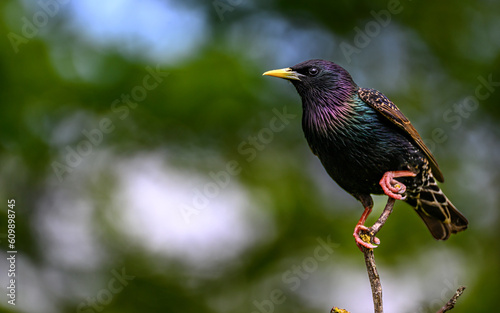 Starling sitting on branch