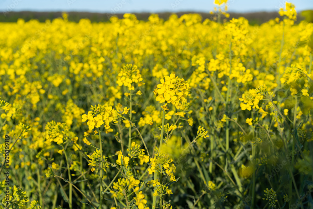 Field of colza rapeseed yellow flowers and blue sky. Oilseed, canola, colza. Nature background. Spring landscape. Ukraine agriculture illustration