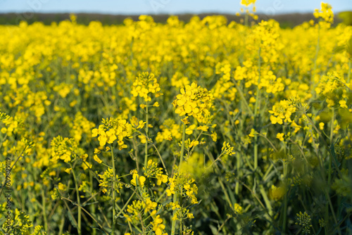 Field of colza rapeseed yellow flowers and blue sky. Oilseed, canola, colza. Nature background. Spring landscape. Ukraine agriculture illustration © Анастасія Стягайло