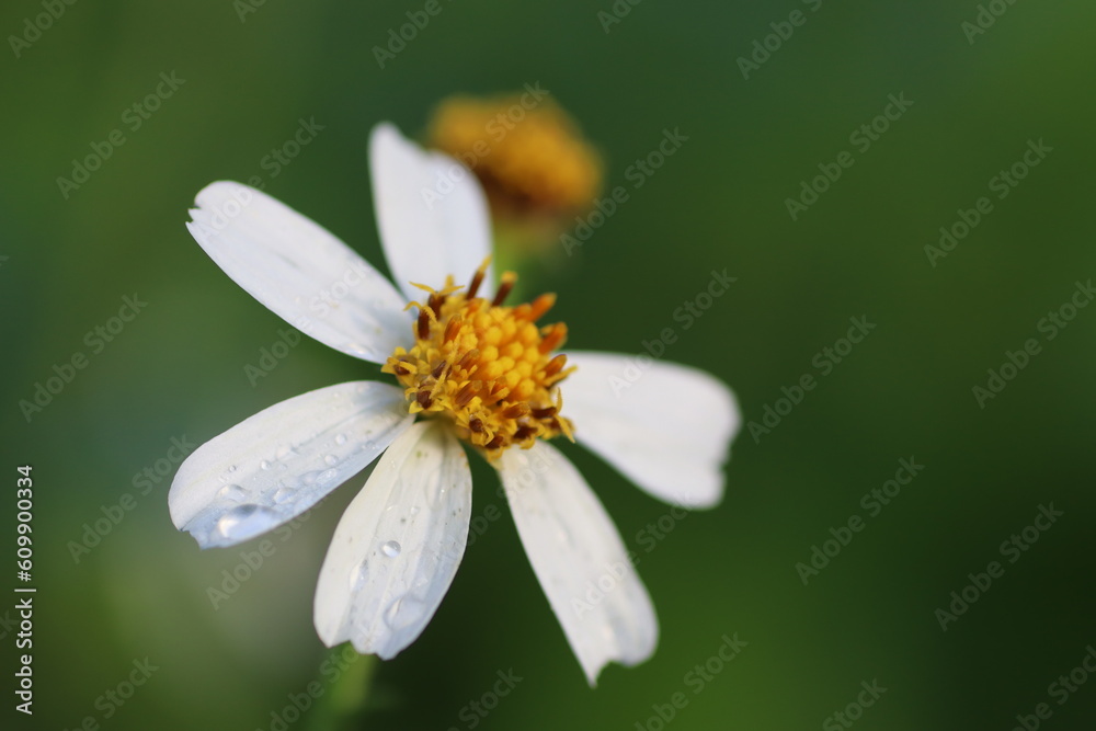 daisy plant The Bidens Pilosa plant features green leaves and produces flowers in the colors of yellow and white. Its blossoms are typically seen in the morning. daisy plant The Bidens Pilosa plant features green leaves and produces flowers in the colors of yellow and white. Its blossoms are typically seen in the morning.