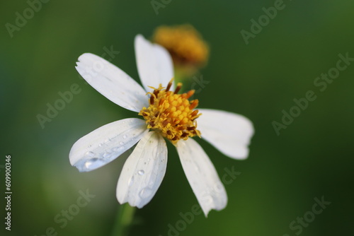 daisy plant The Bidens Pilosa plant features green leaves and produces flowers in the colors of yellow and white. Its blossoms are typically seen in the morning. © ivan